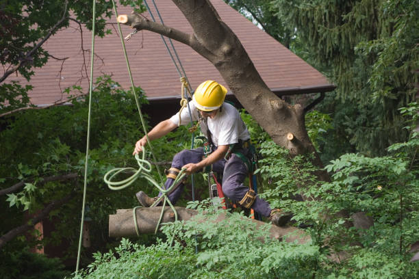 Best Tree Maintenance Programs  in Virginia, MN