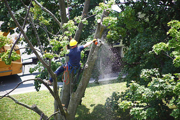 How Our Tree Care Process Works  in  Virginia, MN