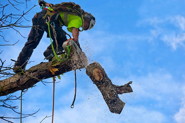 Virginia, MN Tree Services Company